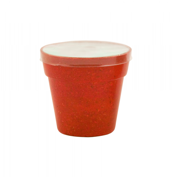 Petunia - Blumentopf